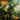 Jungle Rot - Order Shall Prevail